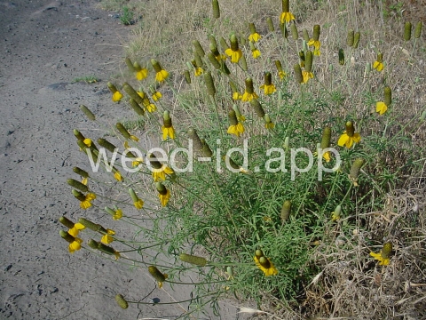 coneflower, upright prairie